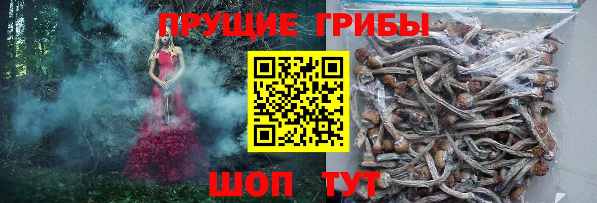 Псилоцибиновые грибы Psilocybe Баксан